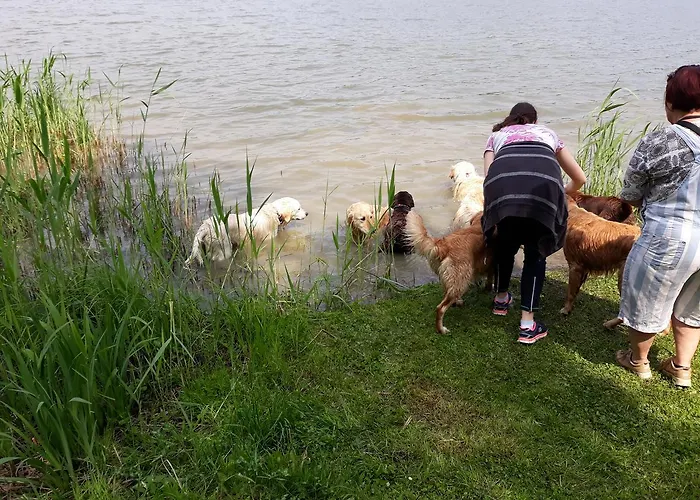 Goecsej Voelgye * Kustánszeg